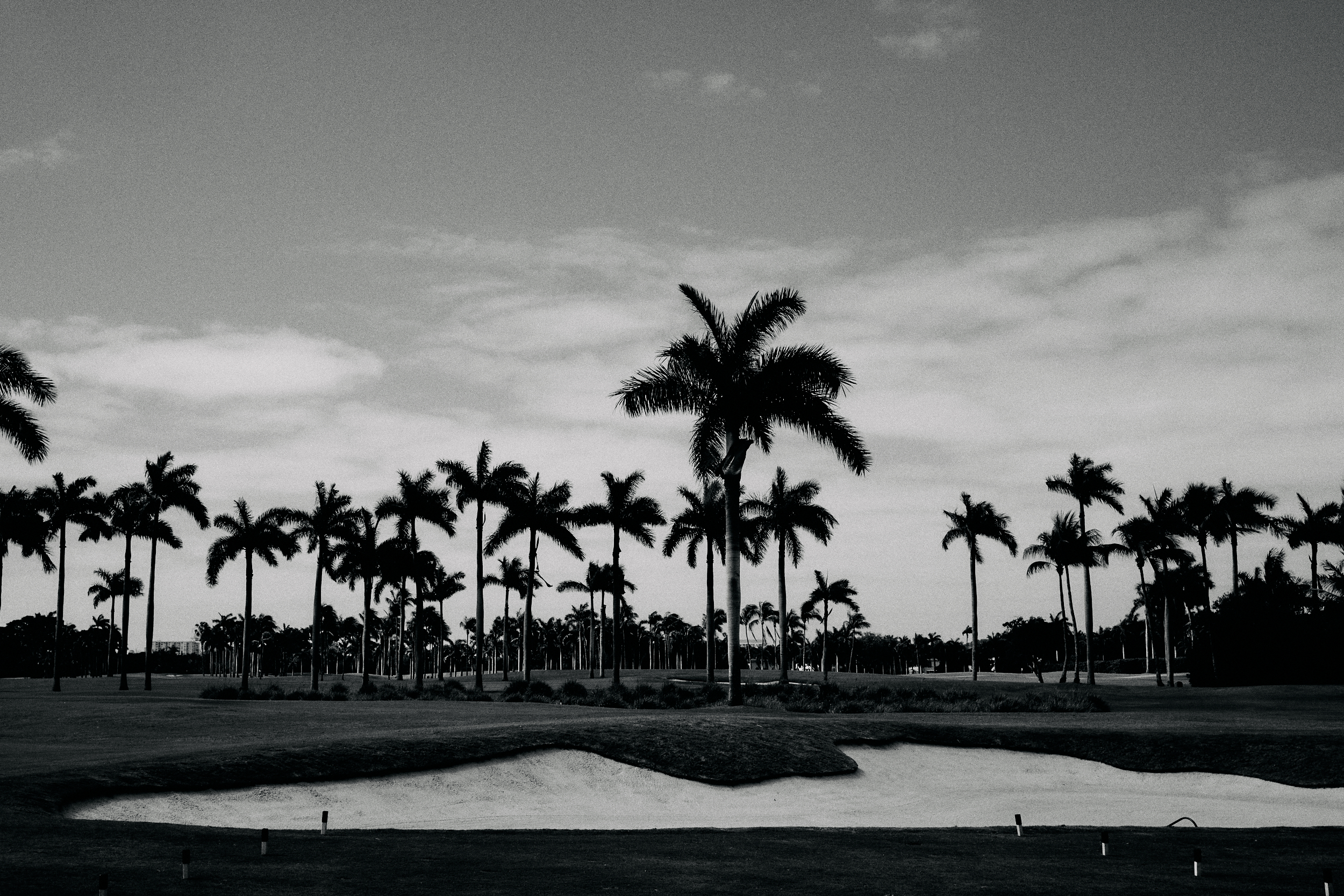 golf course scene with palm trees captured in natural light black and white in Miami.