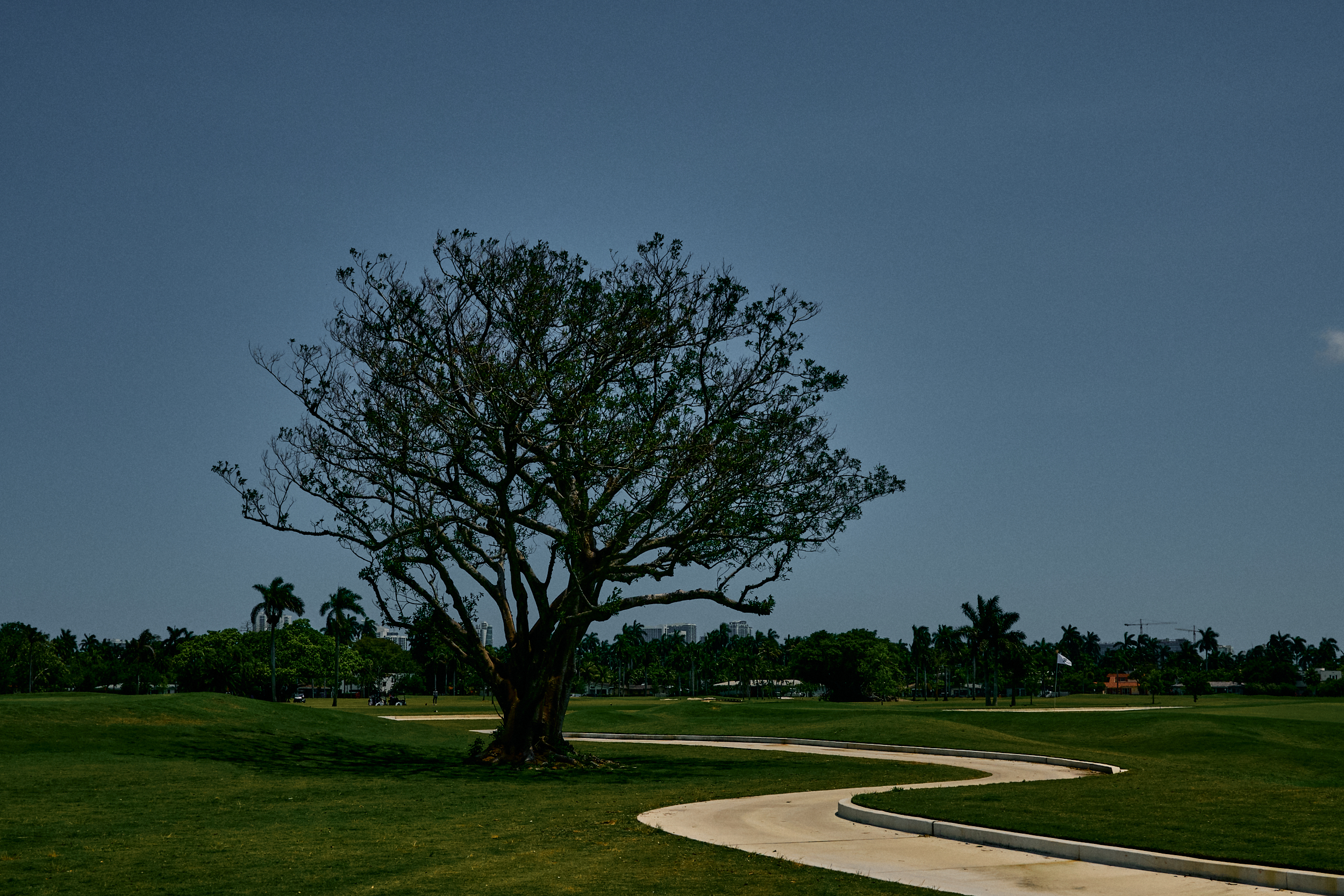 Large banyan tree beside a fairway at Hollywood Beach Golf Club.